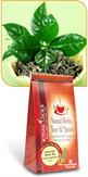 Asian Green Tea promotes immune health and weight loss
